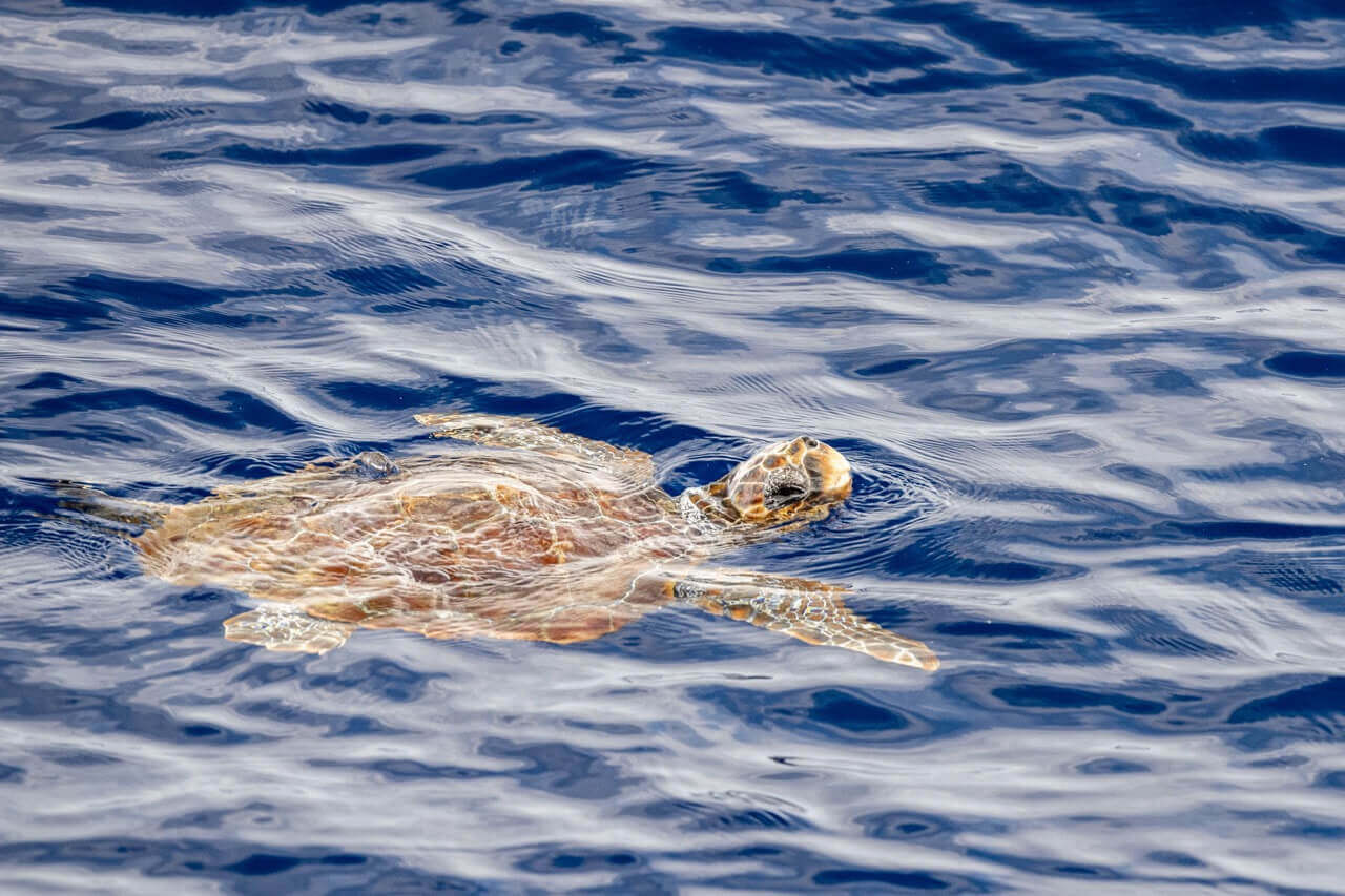 caretta turtle near sea surface breathing Large